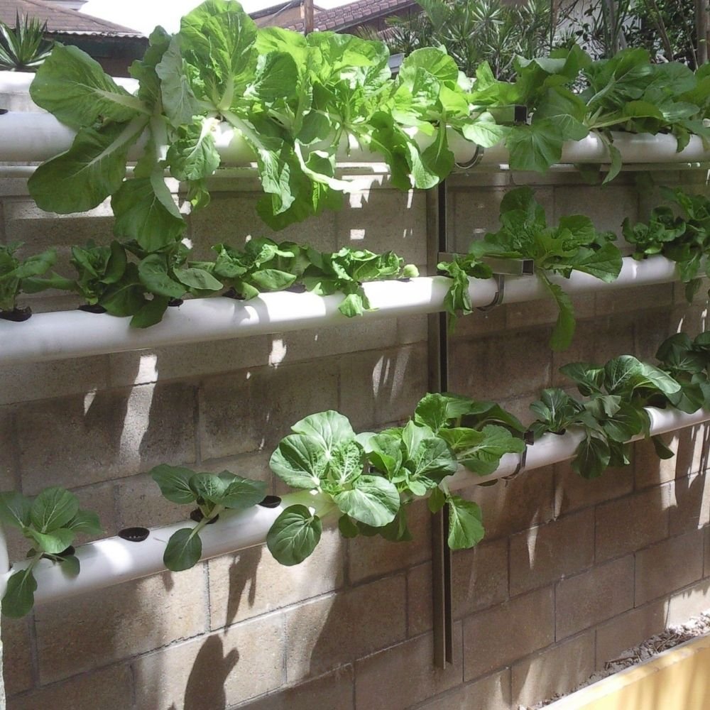Leafy greens growing in white hydroponic channels