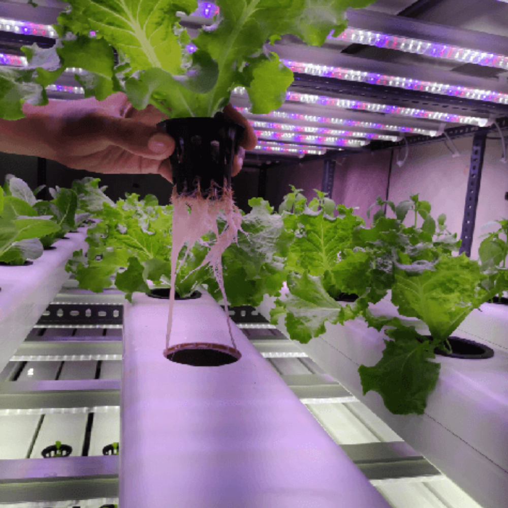 Leafy greens growing under LED lights