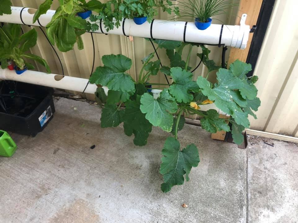 Zucchini growing in an NFT hydroponic system