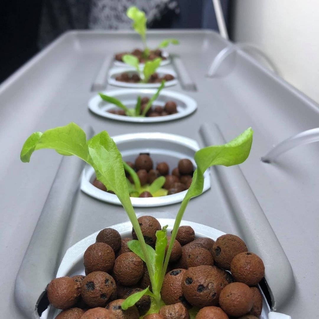 Young hydroponic seedlings in net cups