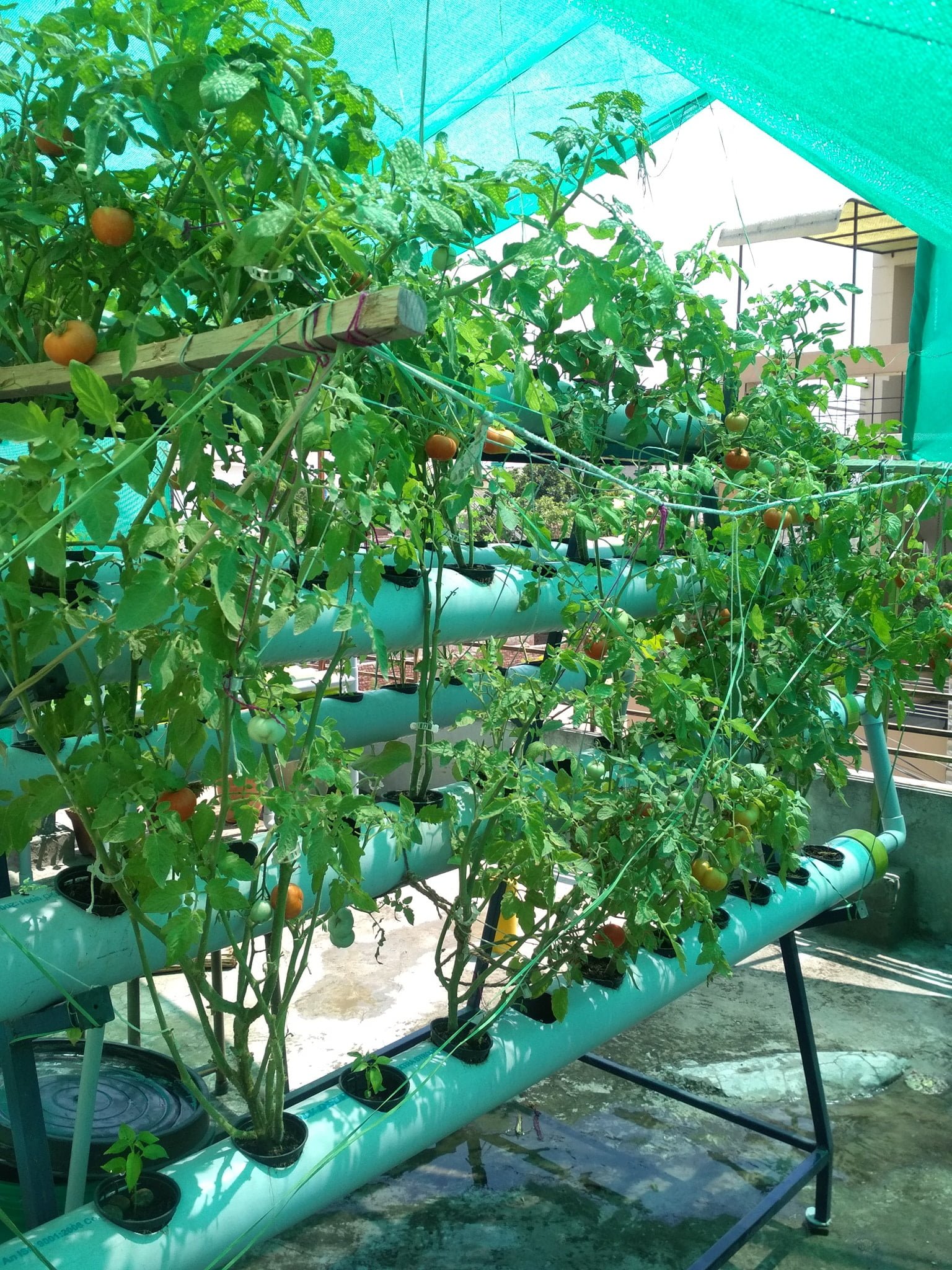 Tomatoes growing in a rooftop NFT system